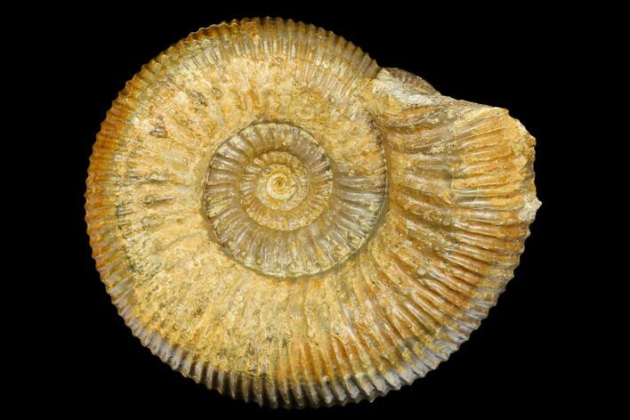 Jurassic Ammonite (Stephanoceras) - Kirchberg, Switzerland #175103
